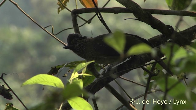 Striated Laughingthrush - ML201403671