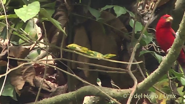 Camachuelo Escarlata - ML201403681