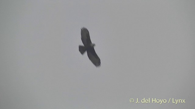 Águila Ventrirroja - ML201403691