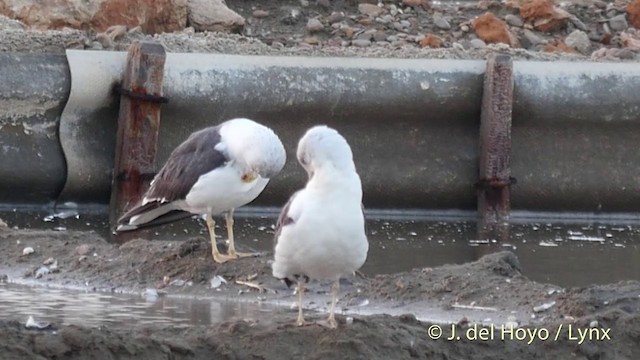 Lesser Black-backed Gull - ML201404301