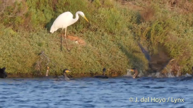 Cormorán Grande (euroasiático) - ML201404341