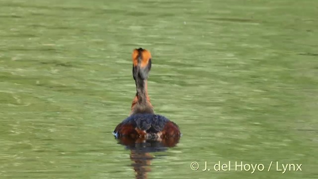 Horned Grebe - ML201404371