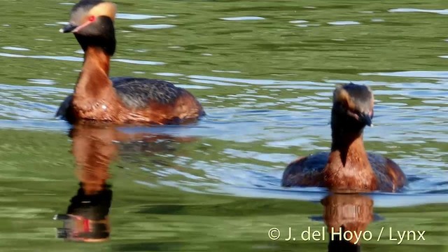 Horned Grebe - ML201404381
