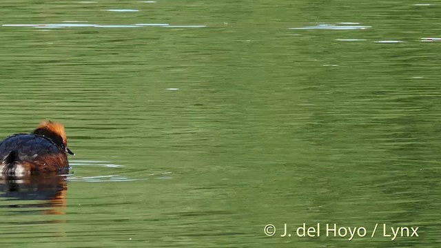 Horned Grebe - ML201404391