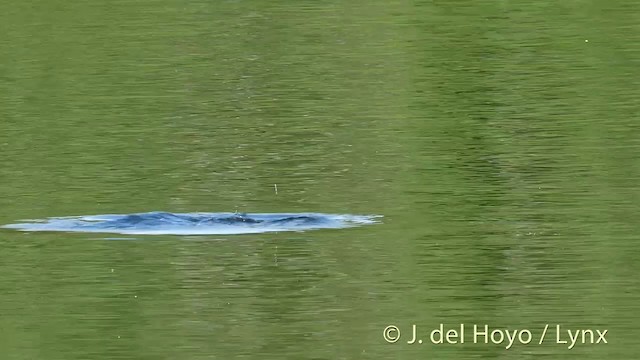 Horned Grebe - ML201404401