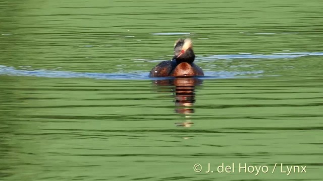 Horned Grebe - ML201404411