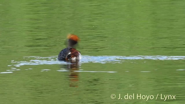 Horned Grebe - ML201404421