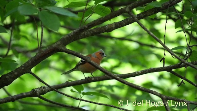 Common Chaffinch - ML201404431