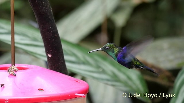 Crowned Woodnymph (Green-crowned) - ML201404441