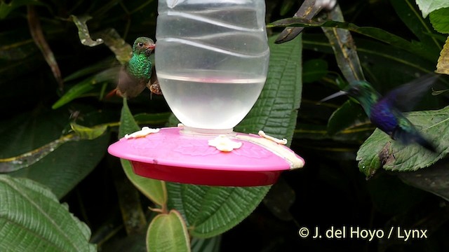 kolibřík vidloocasý [skupina fannyae] - ML201404451
