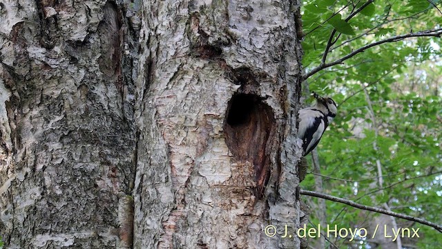 Great Spotted Woodpecker (Great Spotted) - ML201404561