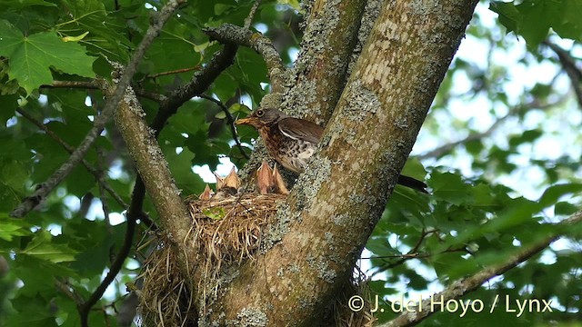 Fieldfare - ML201404741