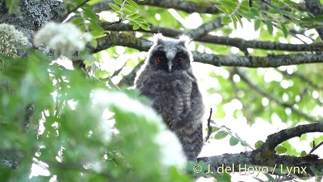 Kulaklı Orman Baykuşu (otus/canariensis) - ML201404781