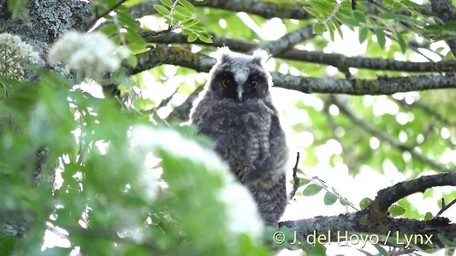 Сова вухата (підвид otus/canariensis) - ML201404781