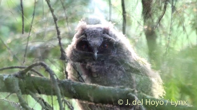 Kulaklı Orman Baykuşu (otus/canariensis) - ML201404791