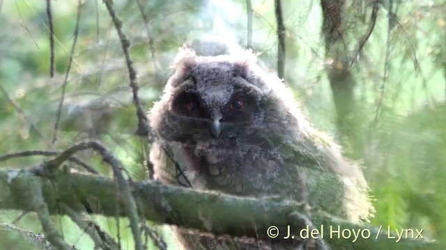 トラフズク（otus／canariensis） - ML201404791