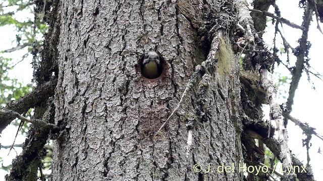 Eurasian Three-toed Woodpecker (Eurasian) - ML201404901