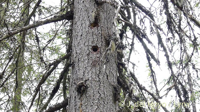 Eurasian Three-toed Woodpecker (Eurasian) - ML201404911