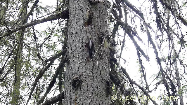 Eurasian Three-toed Woodpecker (Eurasian) - ML201404921