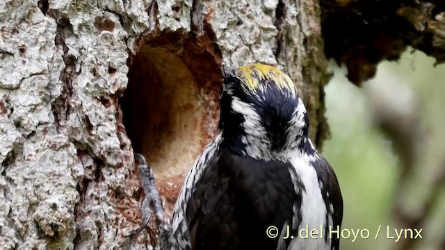 Eurasian Three-toed Woodpecker (Eurasian) - ML201404931