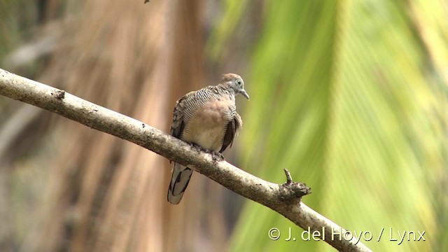 斑馬鳩 - ML201404951