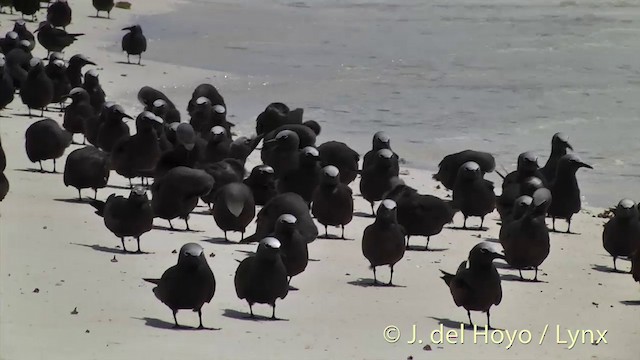 Brown Noddy - ML201405031