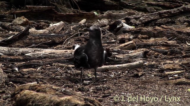 rybák černohřbetý - ML201405101