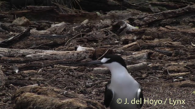 Sooty Tern - ML201405111