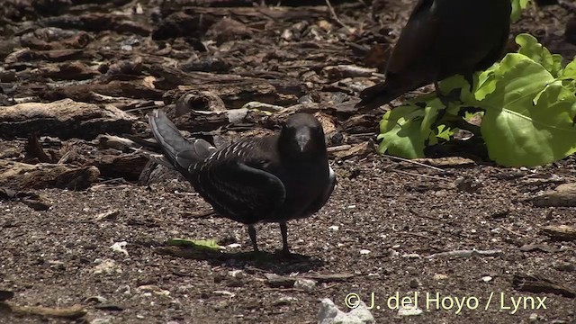 Sooty Tern - ML201405121