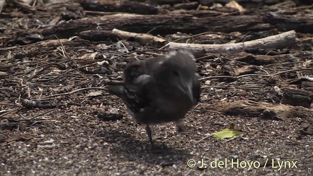 שחפית כהה - ML201405131