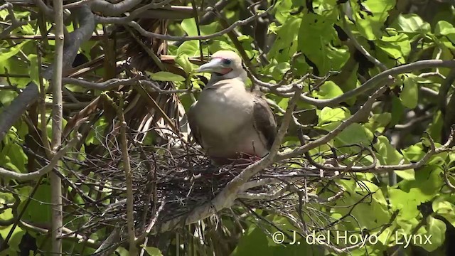 Red-footed Booby (Indopacific) - ML201405171