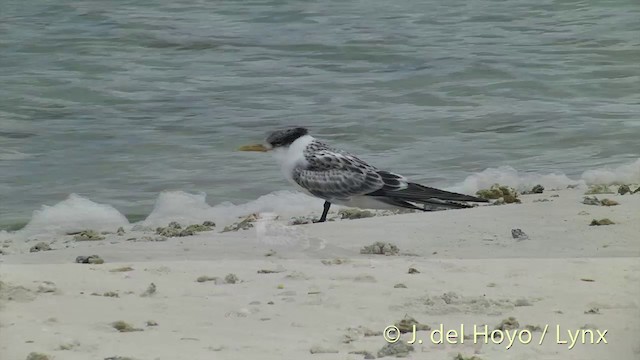 Great Crested Tern - ML201405191