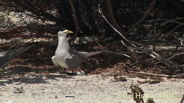 Great Crested Tern - ML201405201