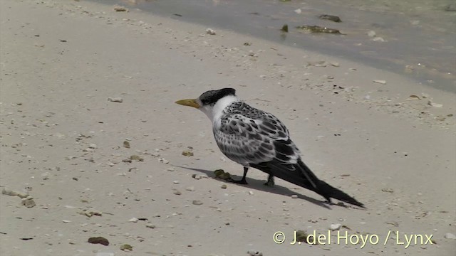 Great Crested Tern - ML201405221