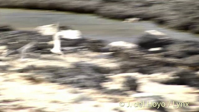 Great Crested Tern - ML201405231