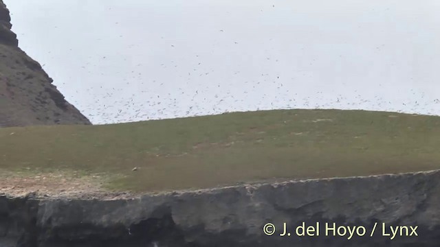 Sooty Tern - ML201405241