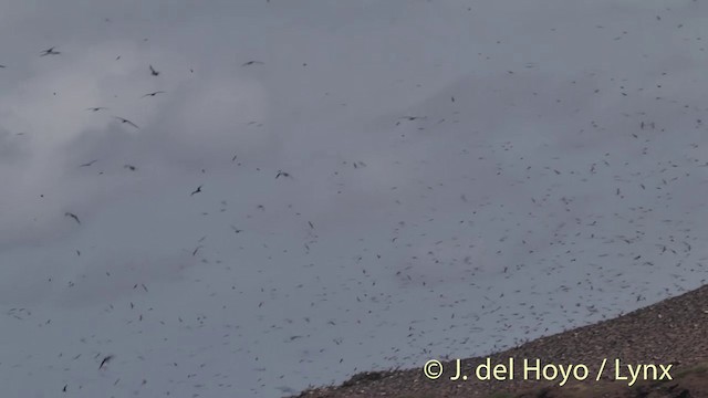 Sooty Tern - ML201405251