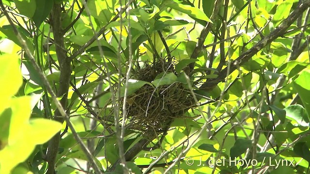 Southern Marquesan Reed Warbler - ML201405261