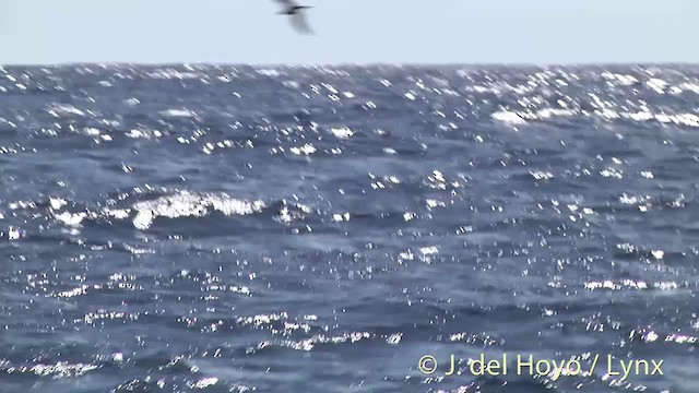 Bulwer's Petrel - ML201405281