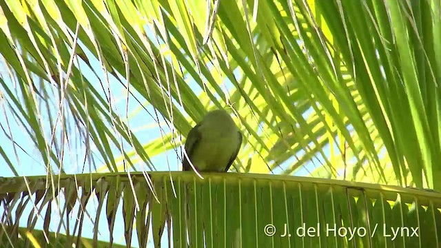Полинезийский фруктовый голубь - ML201405391