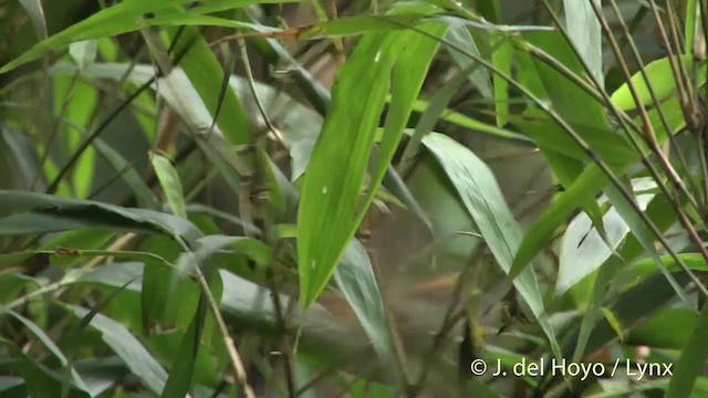 Black-throated Parrotbill (Gray-breasted) - ML201405561