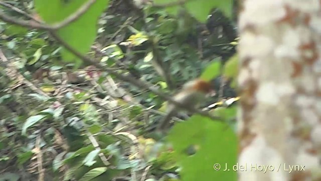 White-breasted Parrotbill - ML201405581