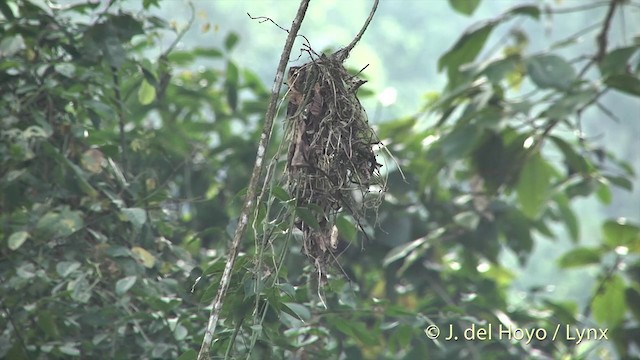 Long-tailed Broadbill - ML201405591