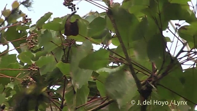 Striated Bulbul - ML201405631