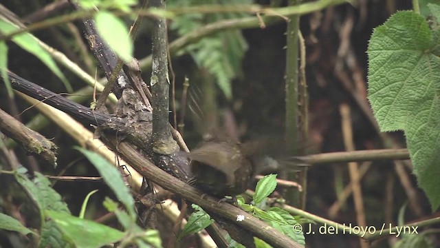 Rufous-throated Wren-Babbler - ML201405671