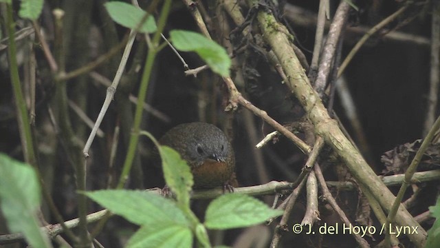 Rufous-throated Wren-Babbler - ML201405681