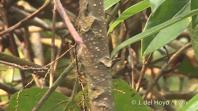 Broad-billed Warbler - ML201405721
