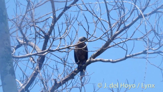 Değişken Çakır [hiogaster grubu] - ML201405741