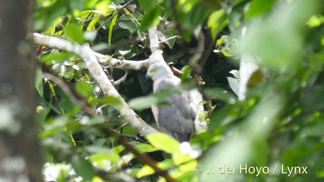 カワリオオタカ（hiogaster グループ） - ML201405751