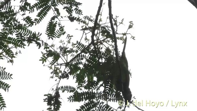 White-streaked Friarbird - ML201405911